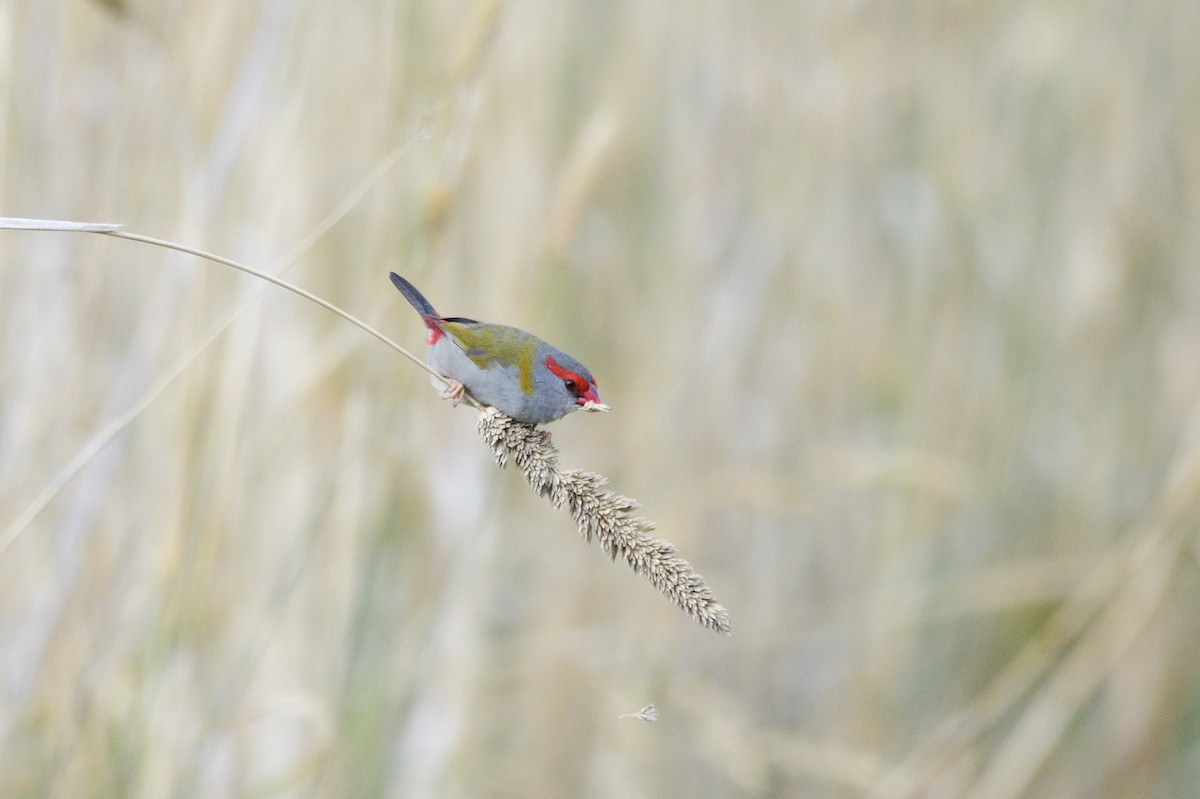 Red-browed Firetail - ML620685057