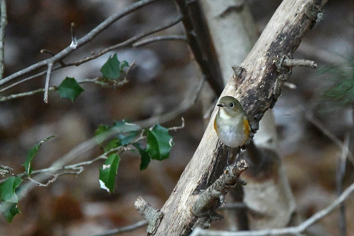 Robin à flancs roux - ML620685058