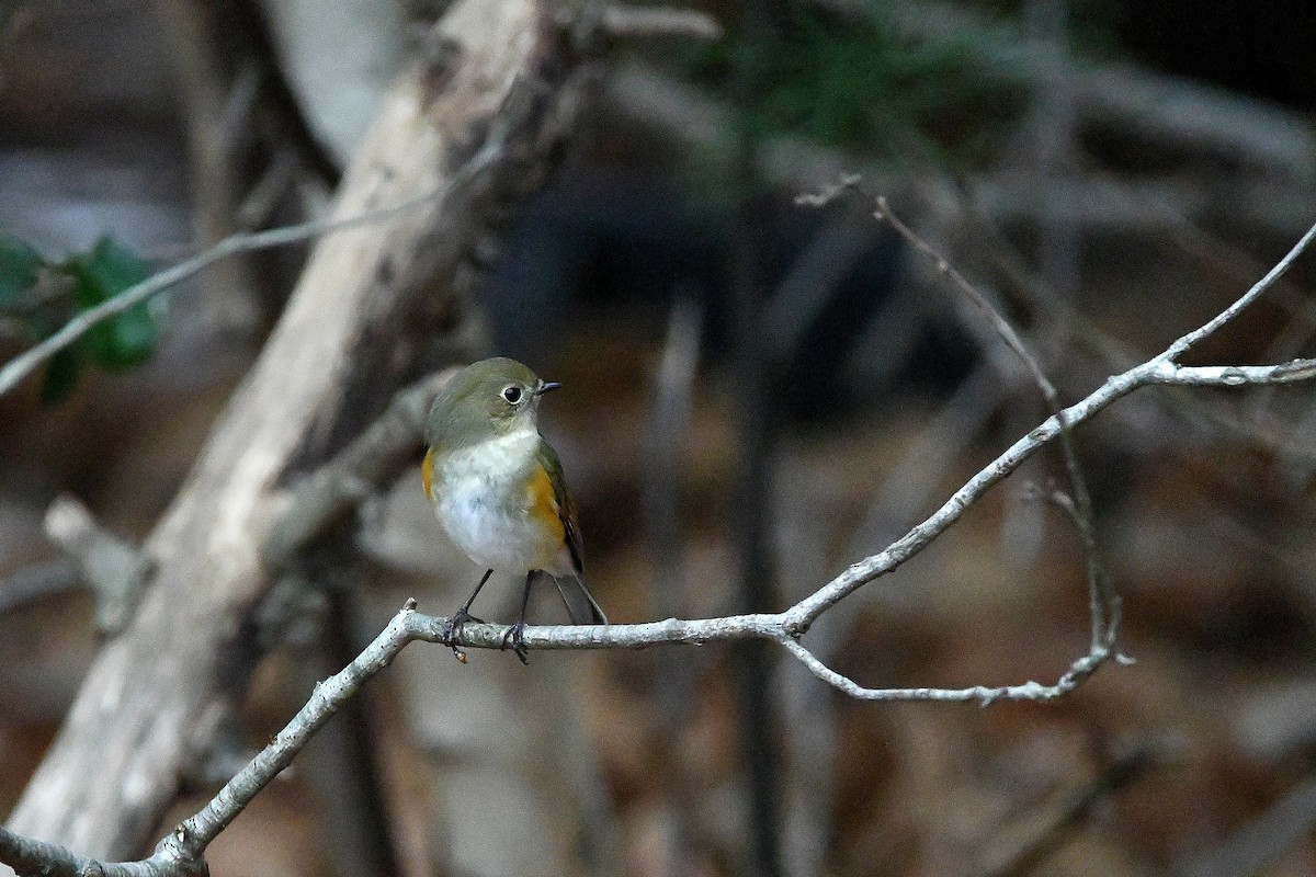 Red-flanked Bluetail - ML620685059