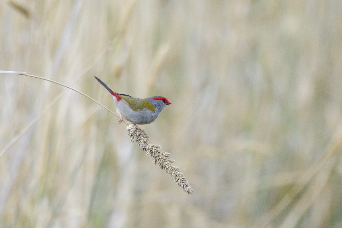 Red-browed Firetail - ML620685060