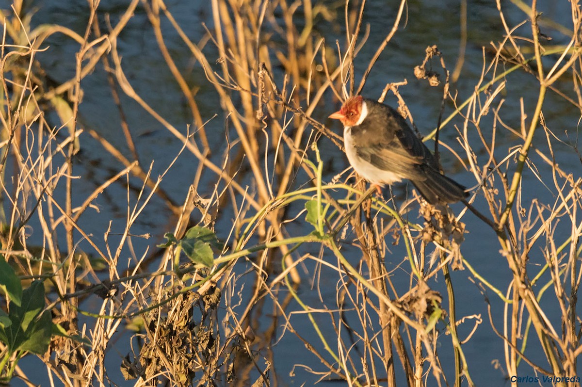 Yellow-billed Cardinal - ML620685064