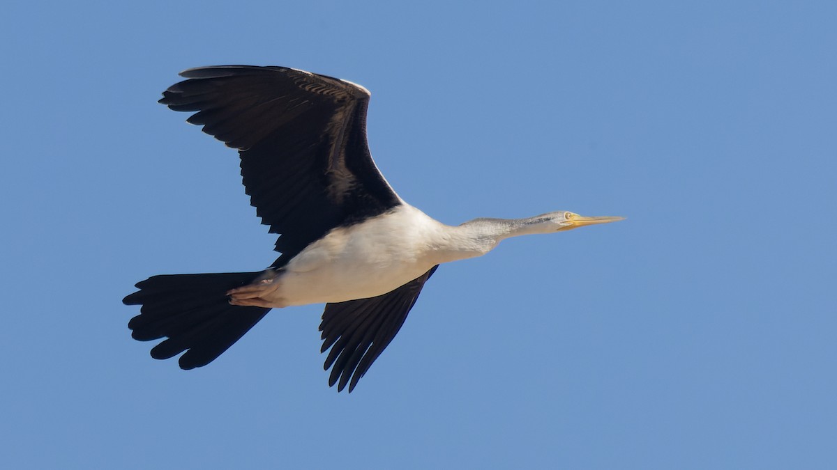 anhinga australská - ML620685065