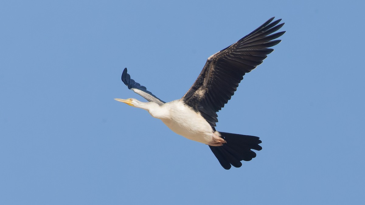 Anhinga d'Australie - ML620685066