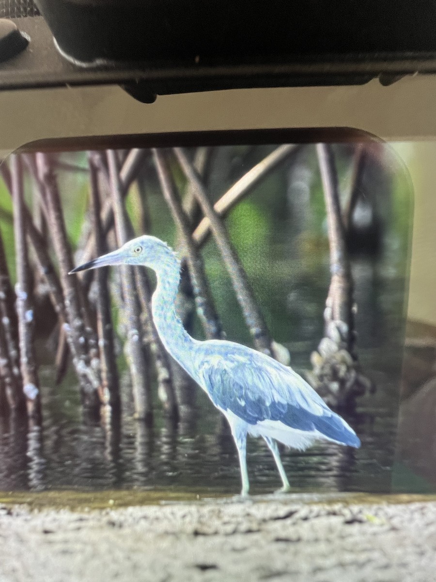 Aigrette bleue - ML620685067