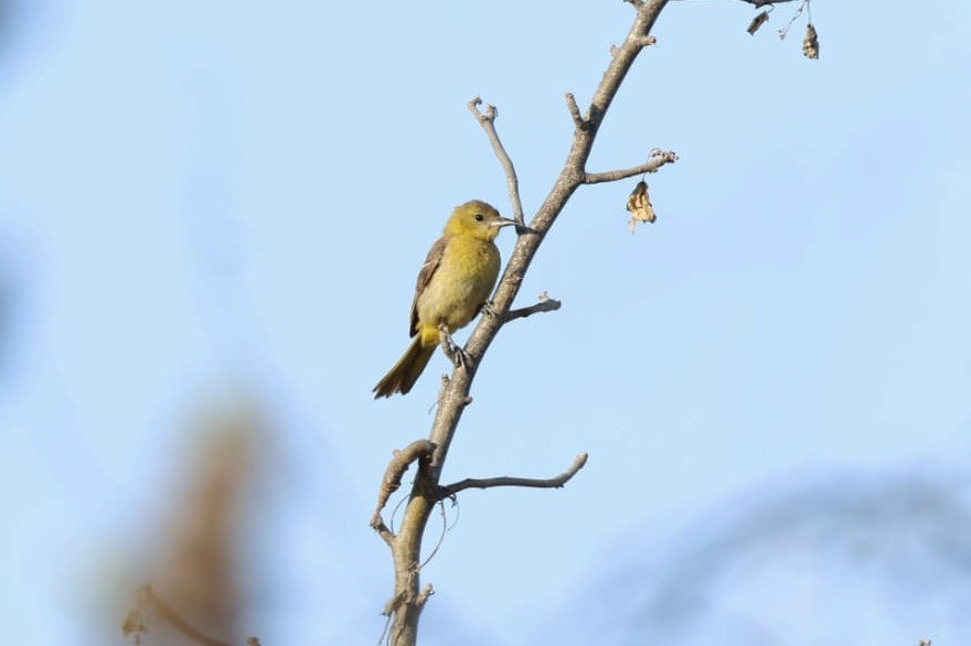 Hooded Oriole - Jan Cubilla