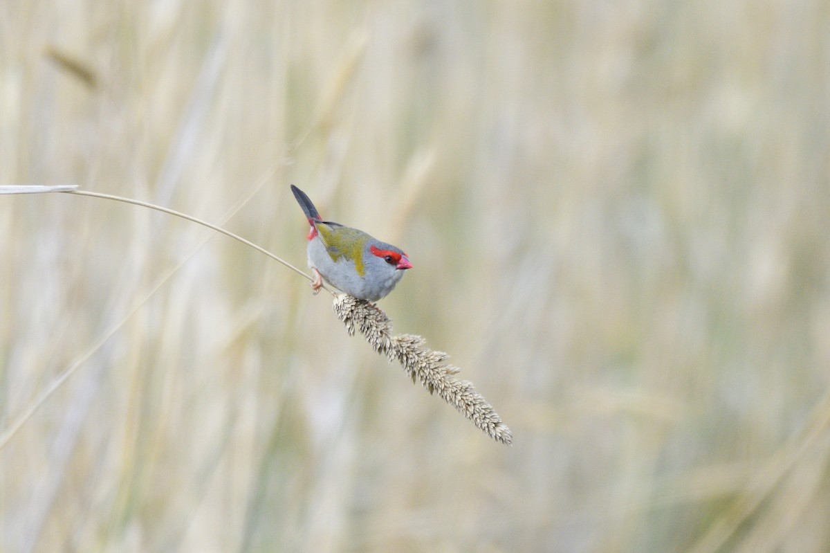 Red-browed Firetail - ML620685071