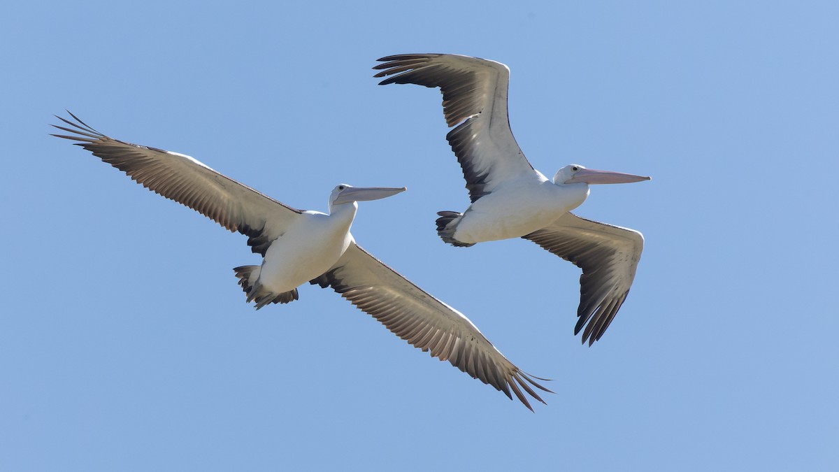 Australian Pelican - ML620685076