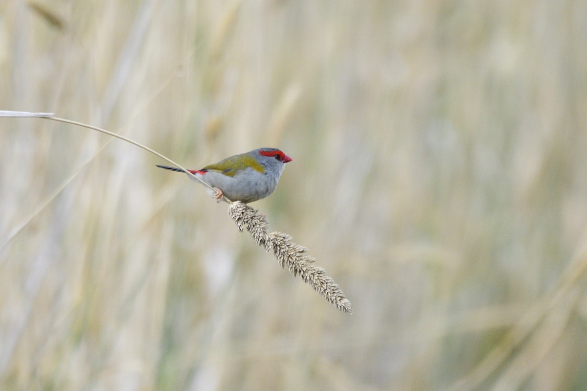 Red-browed Firetail - ML620685077