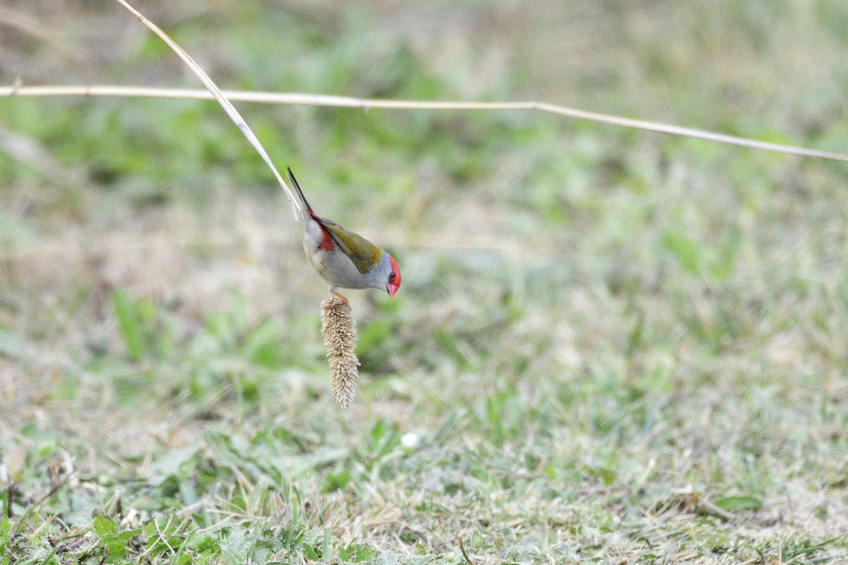 Red-browed Firetail - ML620685078