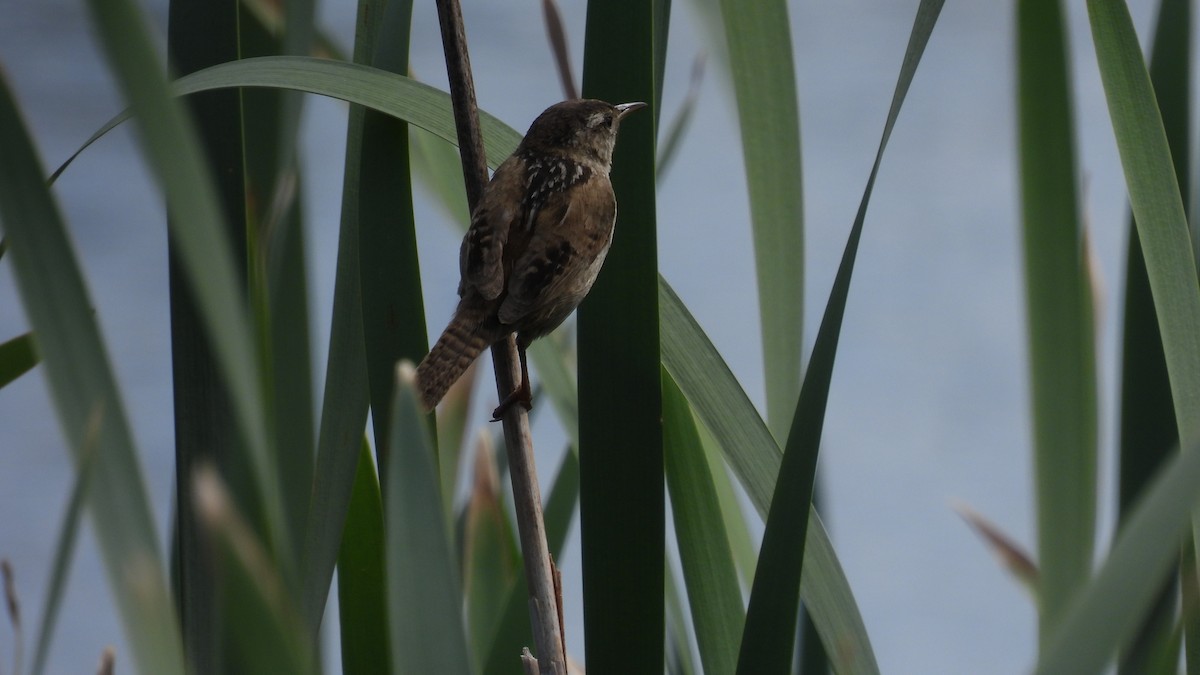 Marsh Wren - ML620685079