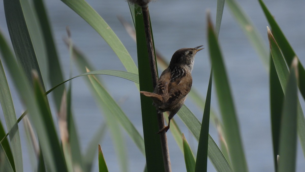 Marsh Wren - ML620685080