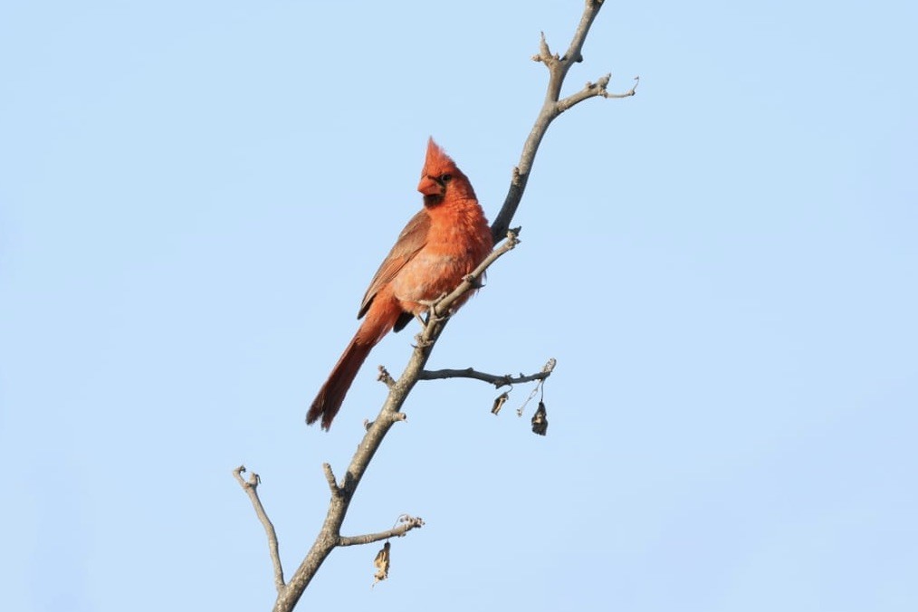 Northern Cardinal - ML620685081