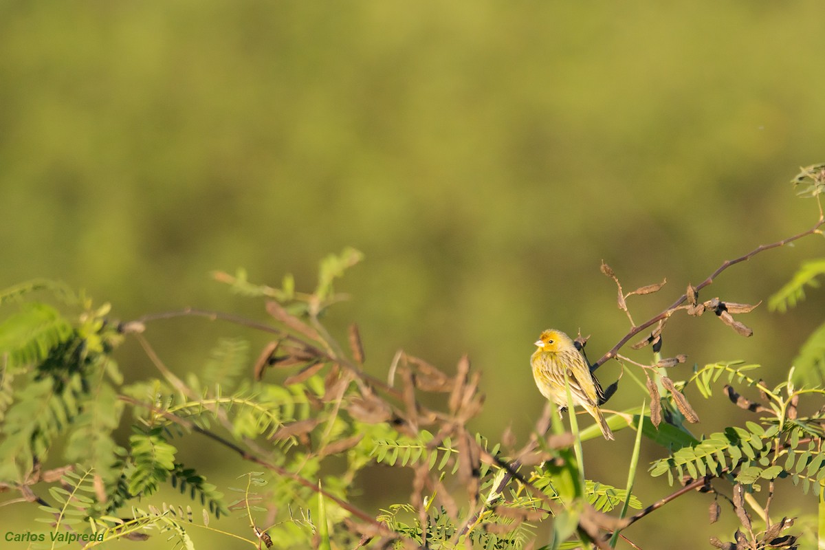 Saffron Finch - ML620685082