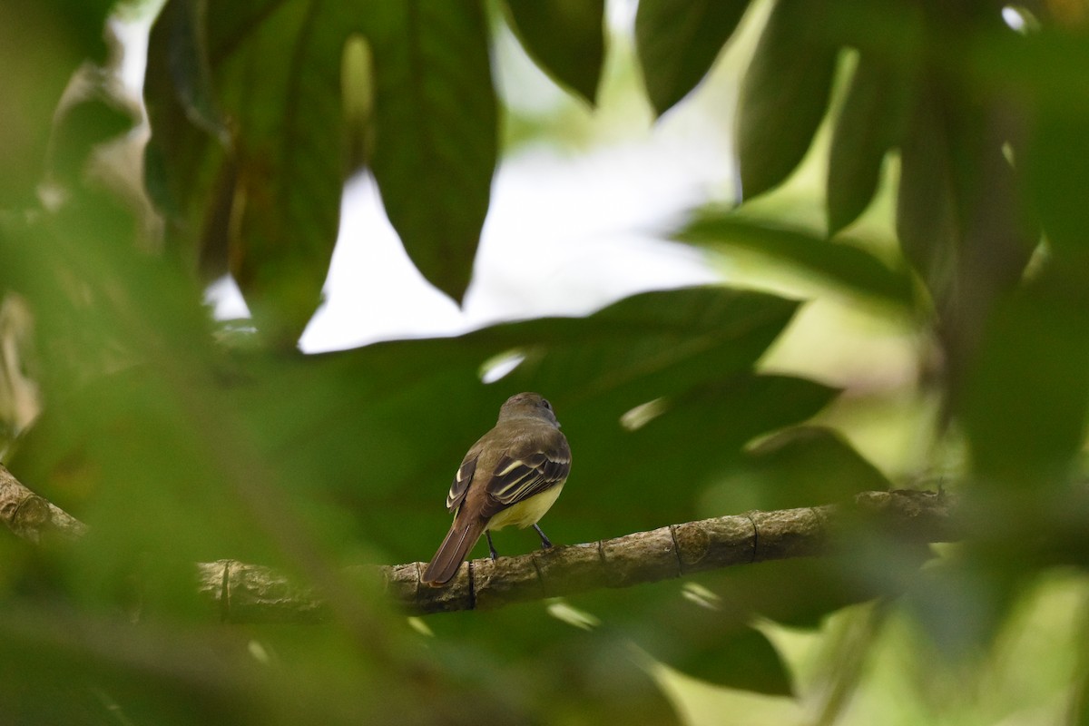 Yellow-olive Flatbill - ML620685083