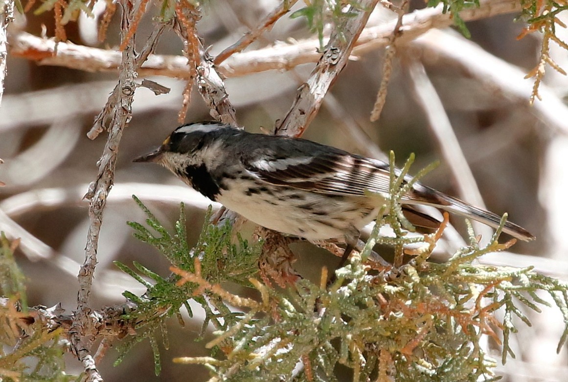 Black-throated Gray Warbler - ML620685084