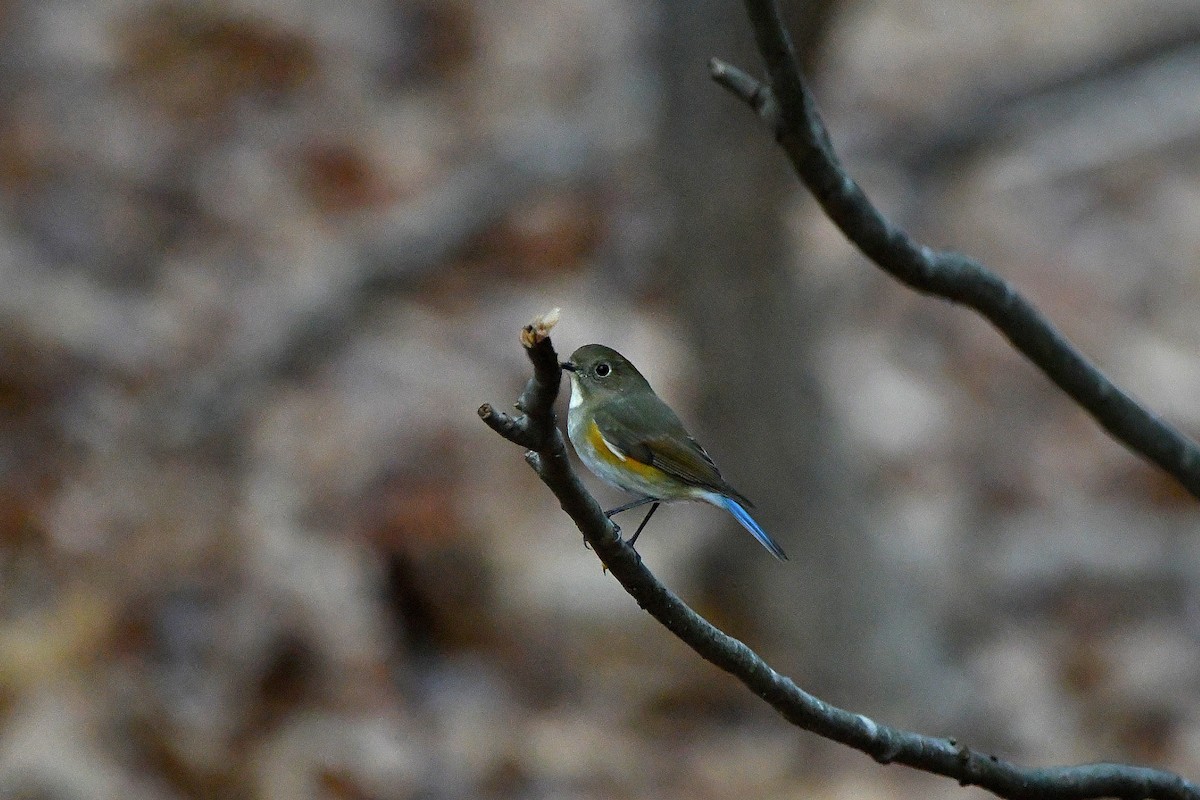 Red-flanked Bluetail - ML620685086