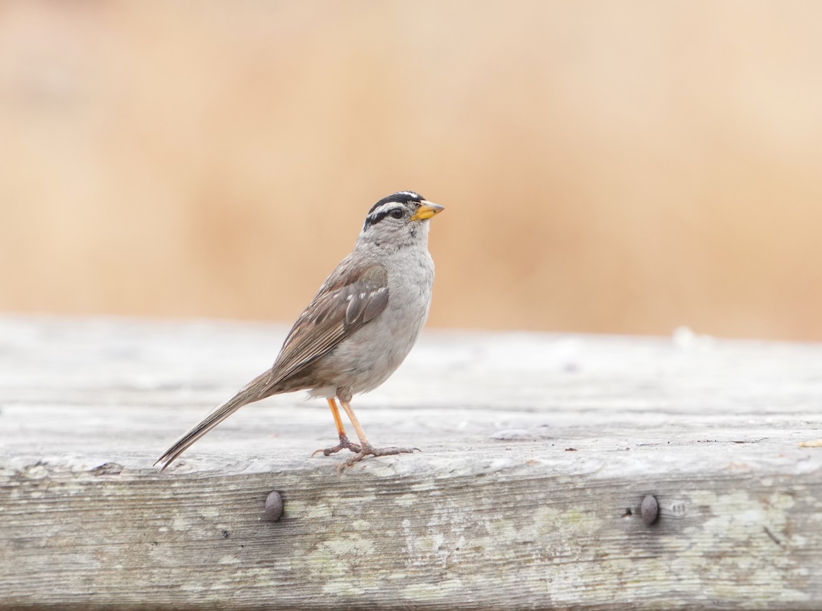 White-crowned Sparrow - ML620685087