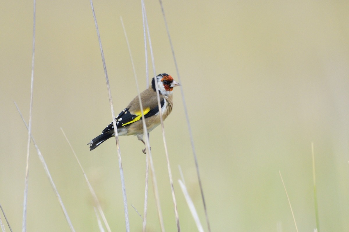 European Goldfinch - ML620685088