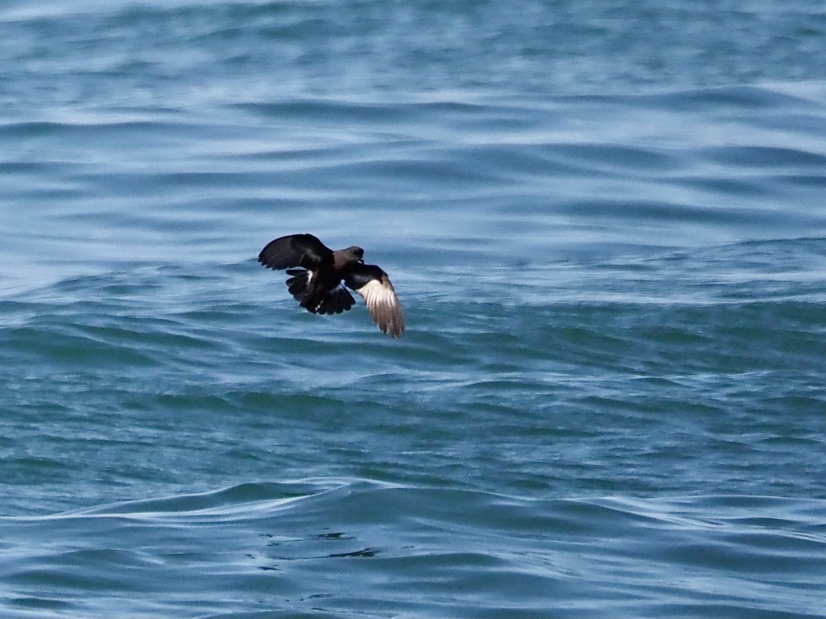 European Storm-Petrel - ML620685090