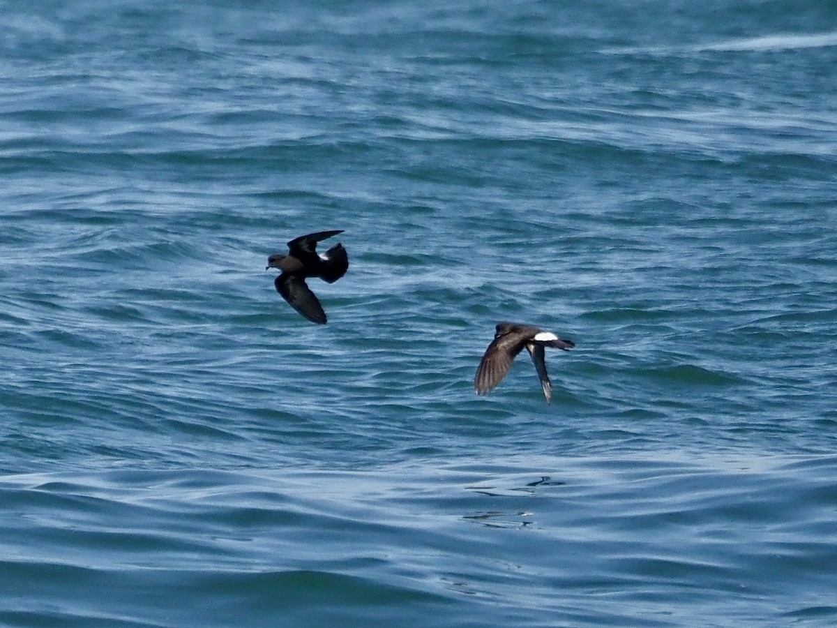 European Storm-Petrel - ML620685091