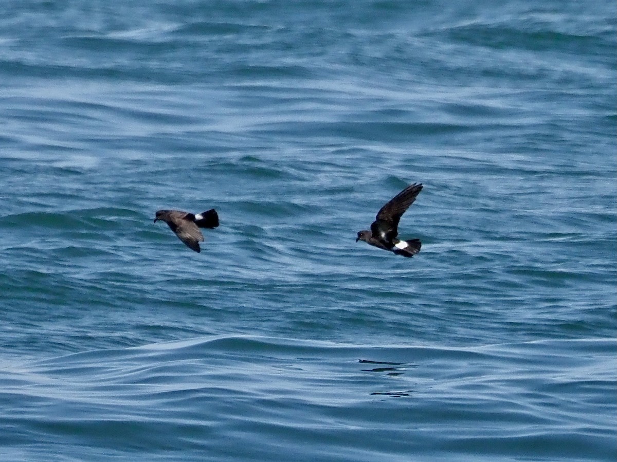 European Storm-Petrel - ML620685092