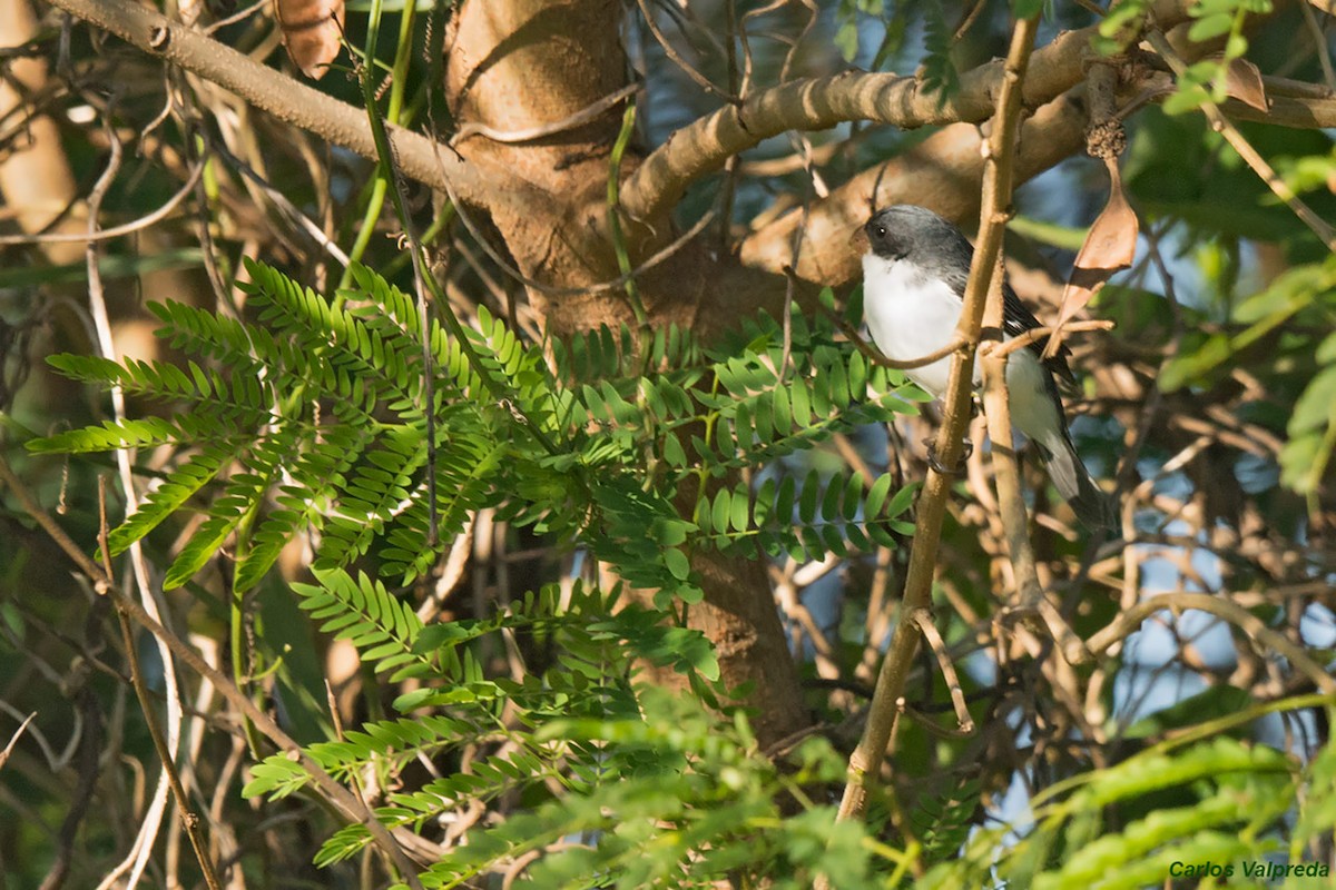 White-bellied Seedeater - ML620685093