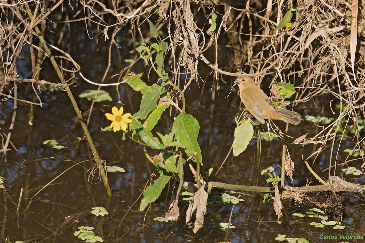 White-bellied Seedeater - ML620685094