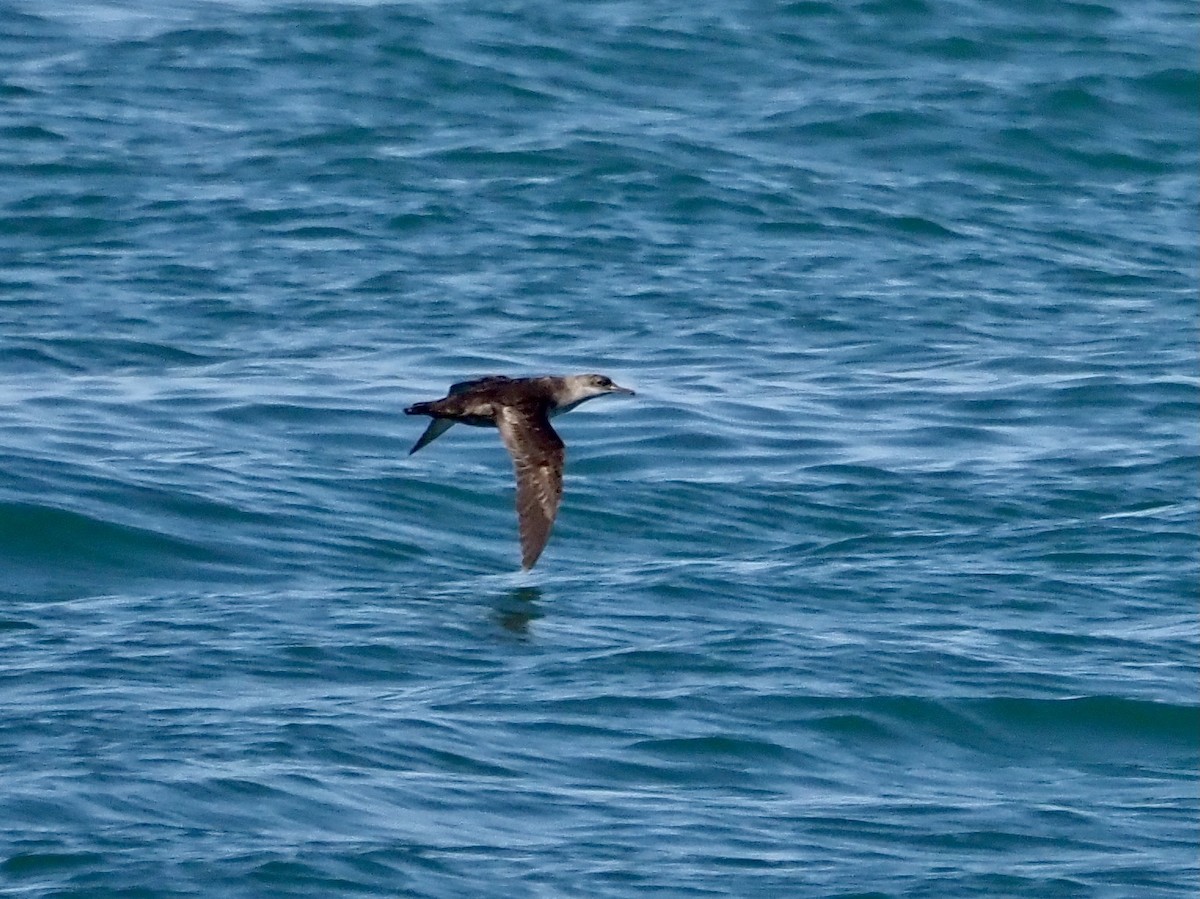 Puffin des Baléares - ML620685095