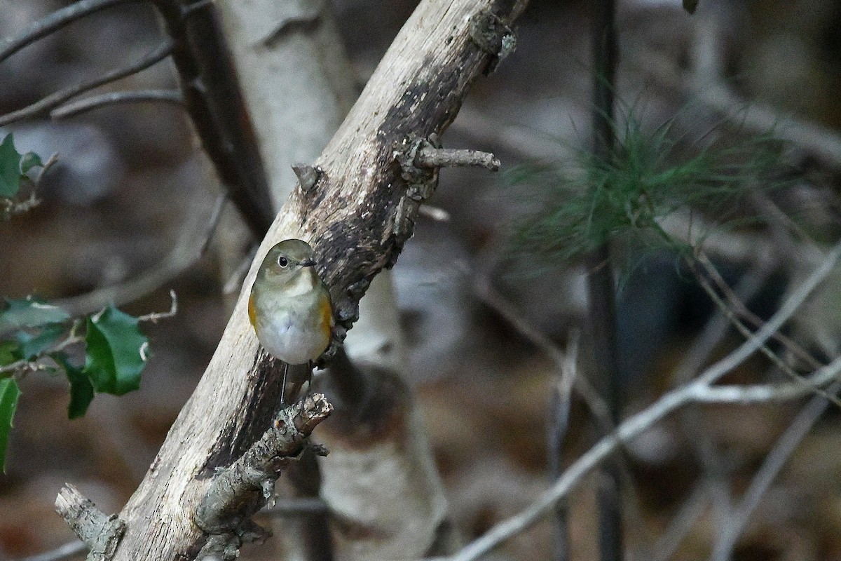 Robin à flancs roux - ML620685097