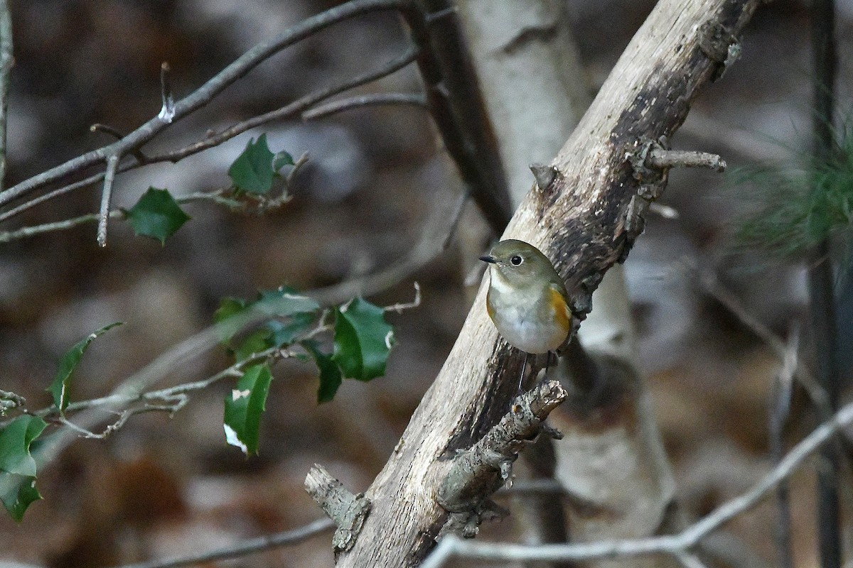 Red-flanked Bluetail - ML620685098