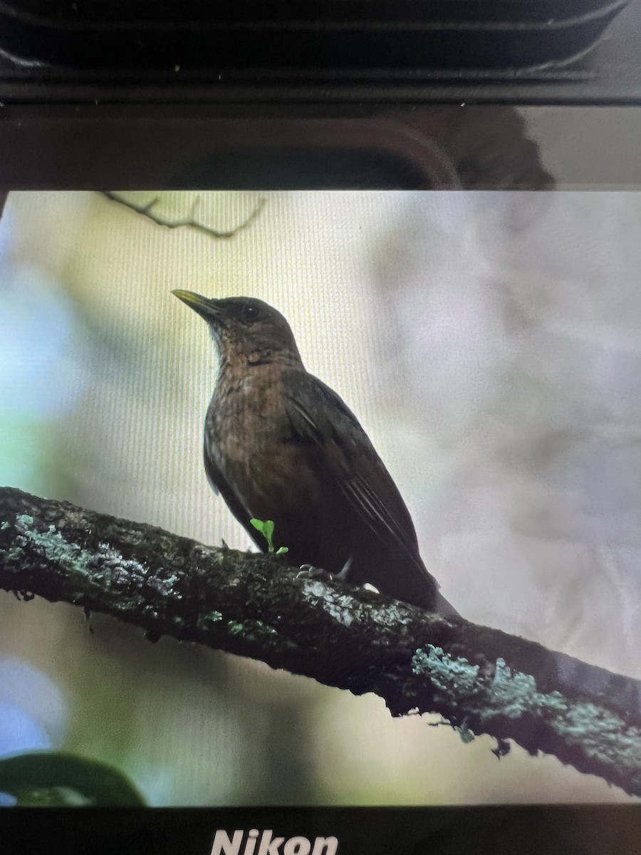 Clay-colored Thrush - ML620685100