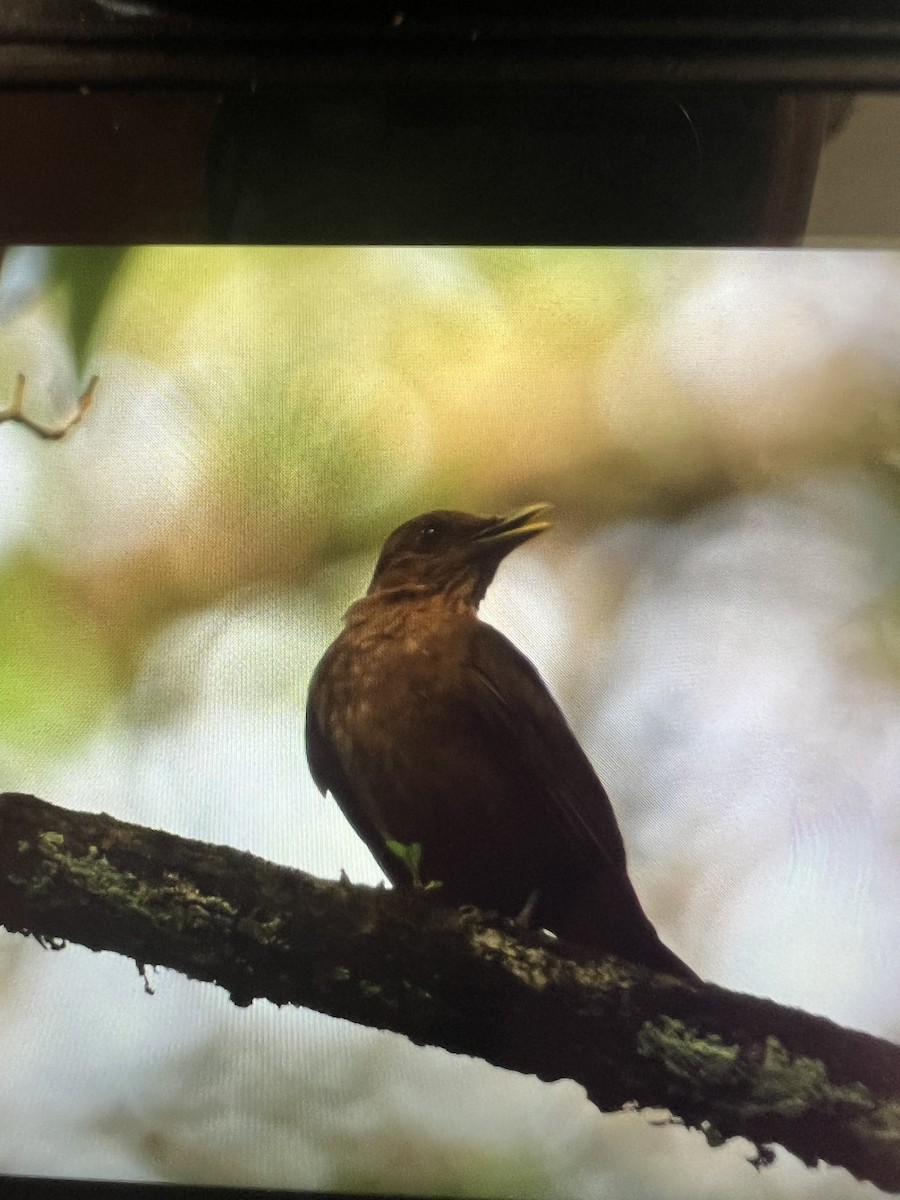 Clay-colored Thrush - ML620685101