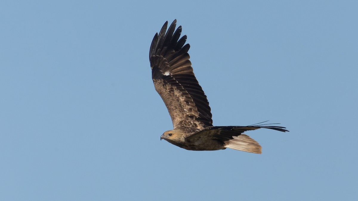 Whistling Kite - ML620685102