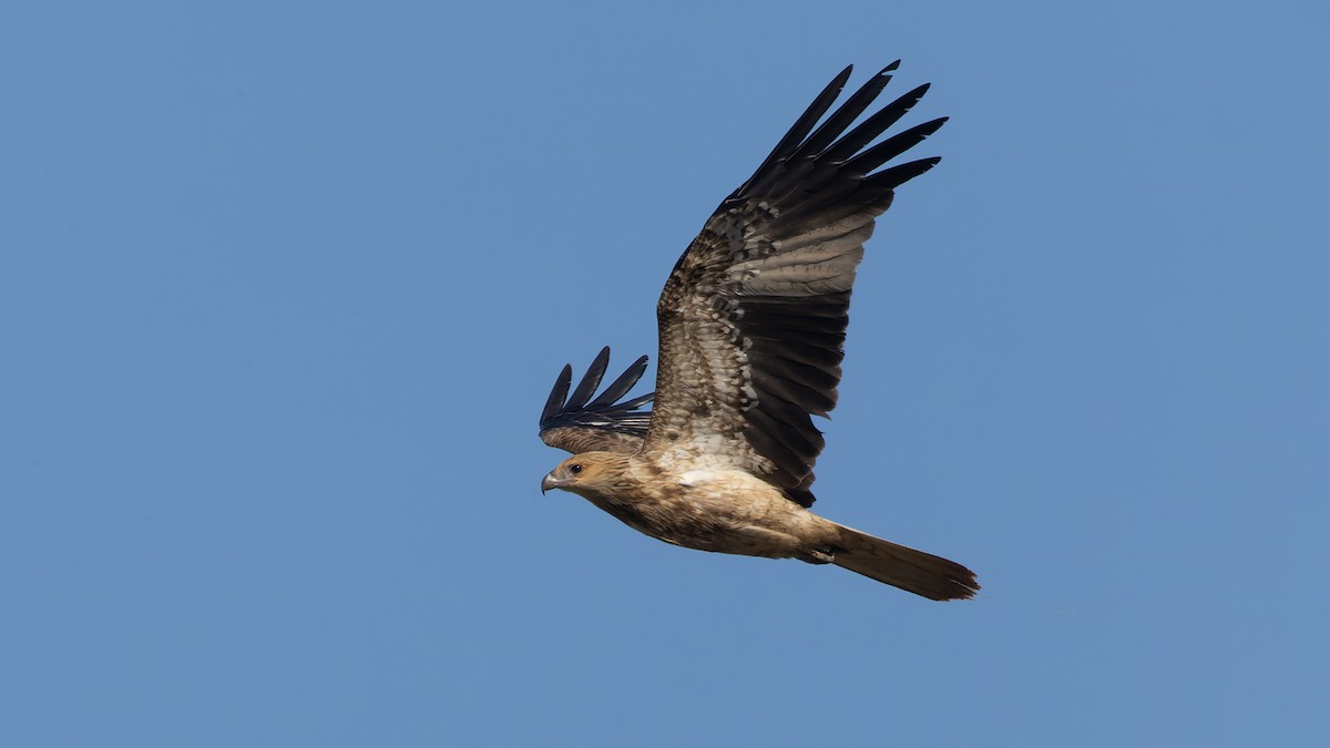 Whistling Kite - ML620685103