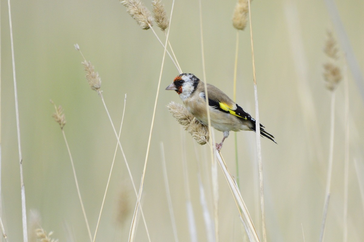 European Goldfinch - ML620685104