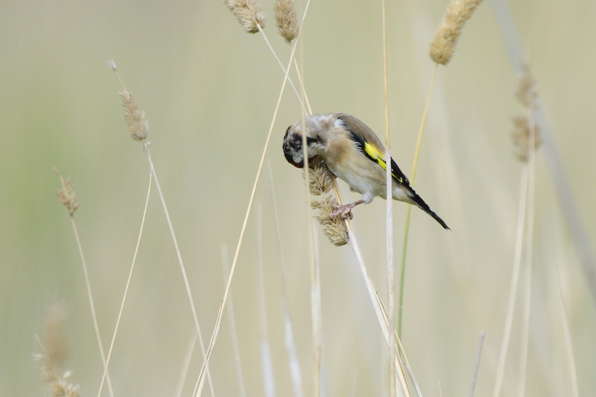 European Goldfinch - ML620685105