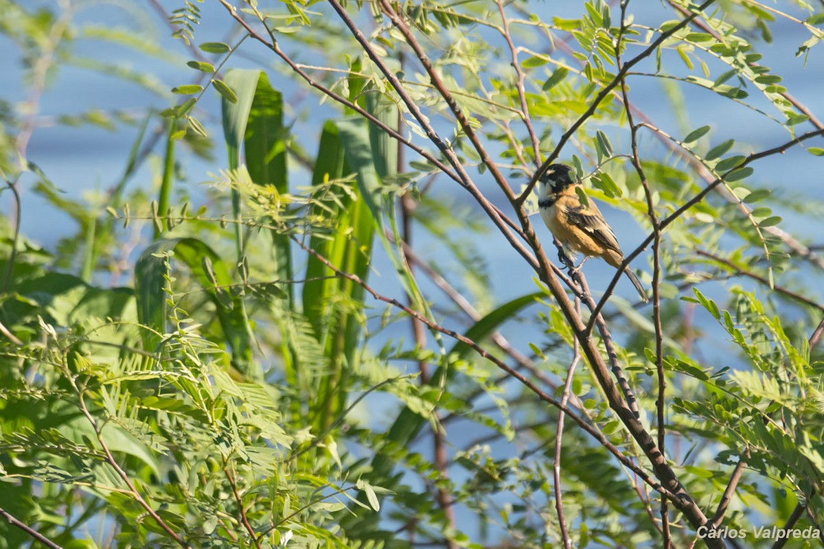 Rusty-collared Seedeater - ML620685106