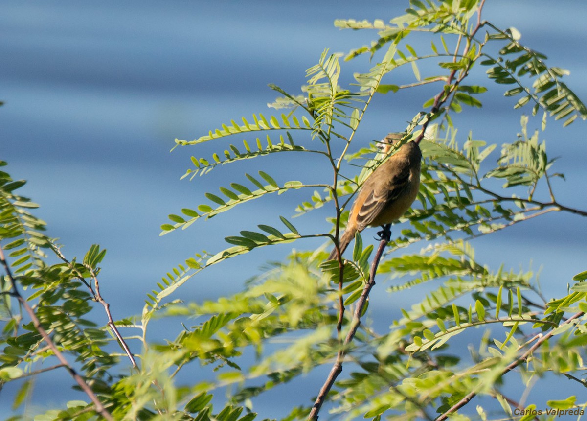 Rusty-collared Seedeater - ML620685107