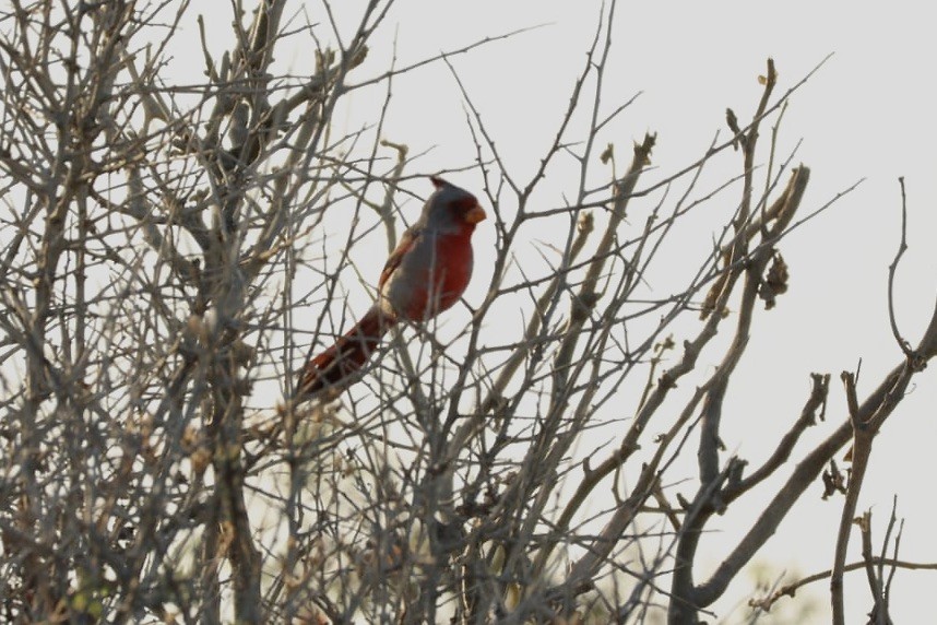 Cardinal pyrrhuloxia - ML620685108