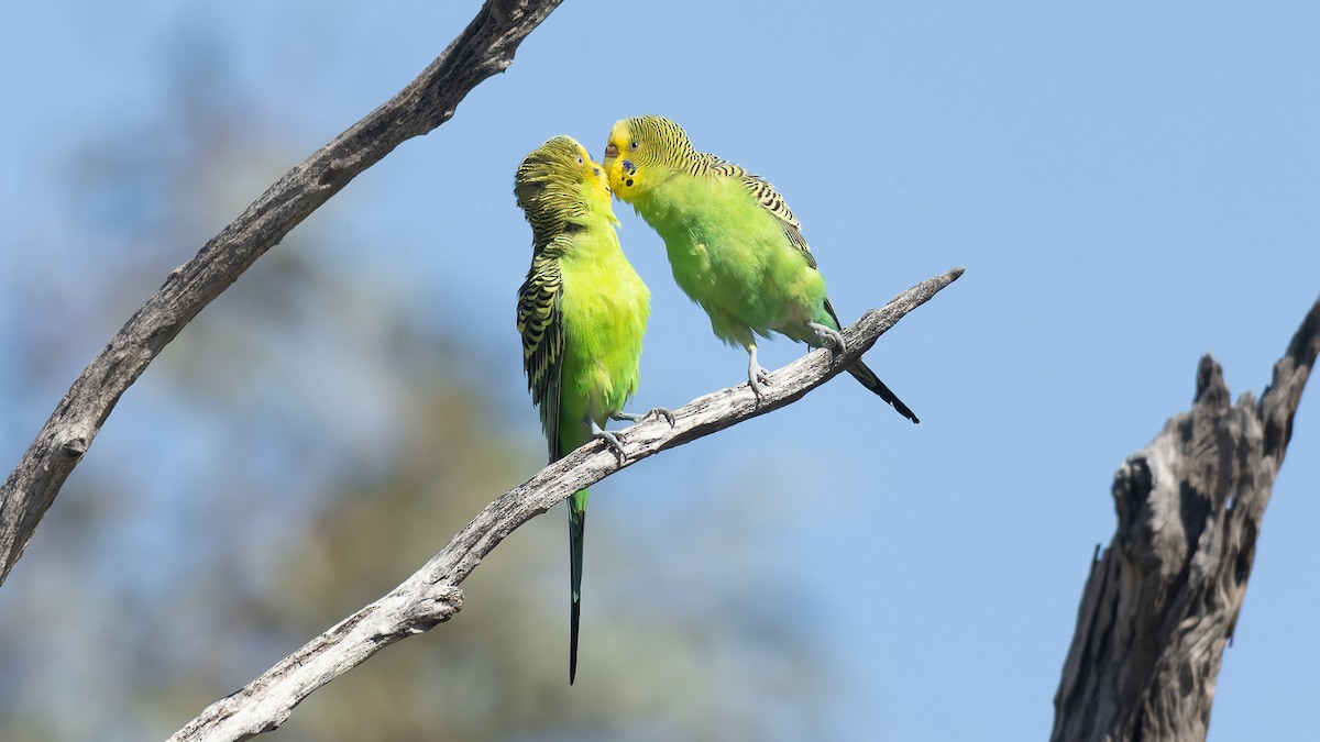 Budgerigar - ML620685109