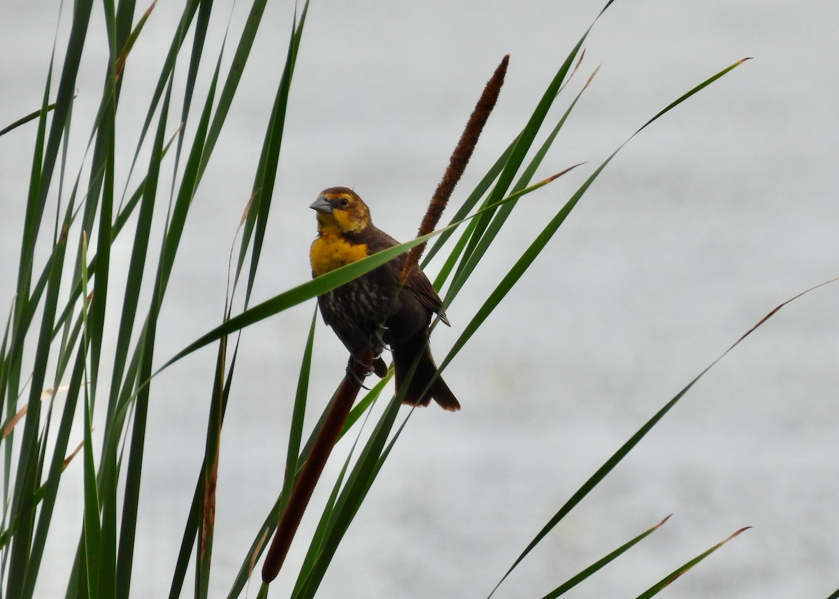 Yellow-headed Blackbird - ML620685110