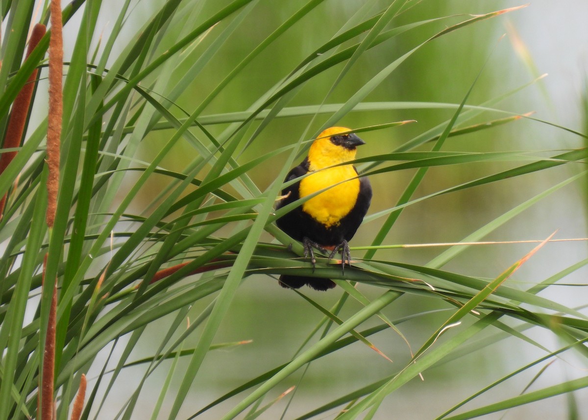 Tordo Cabeciamarillo - ML620685114