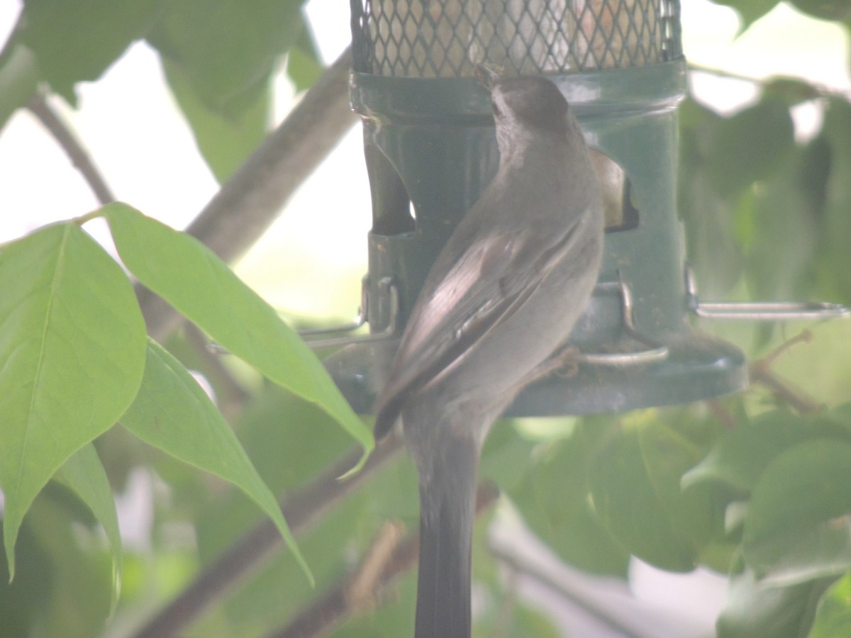 Gray Catbird - ML620685116