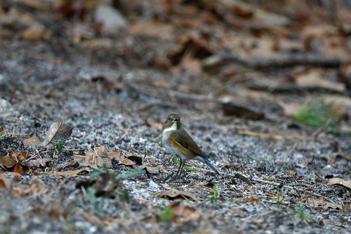 Red-flanked Bluetail - ML620685118