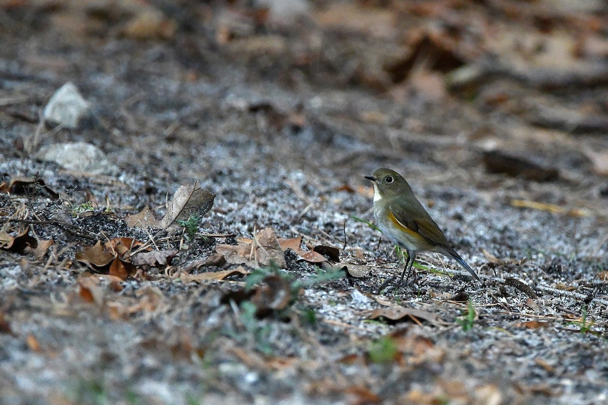 Red-flanked Bluetail - ML620685119