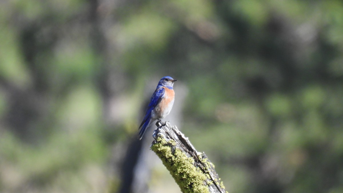 Western Bluebird - ML620685121