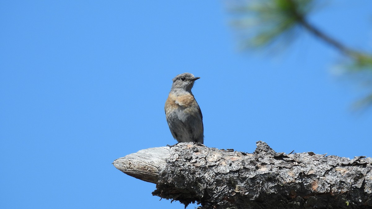 Western Bluebird - ML620685123