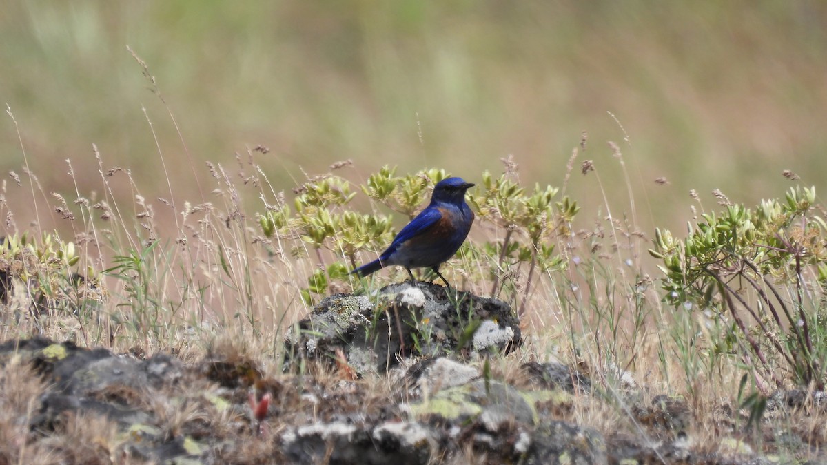 Western Bluebird - ML620685126