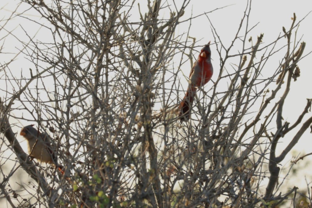 Cardinal pyrrhuloxia - ML620685128