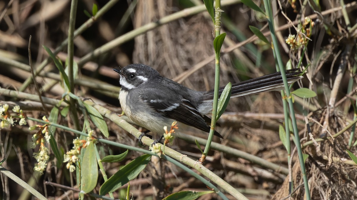 Gray Fantail - ML620685131